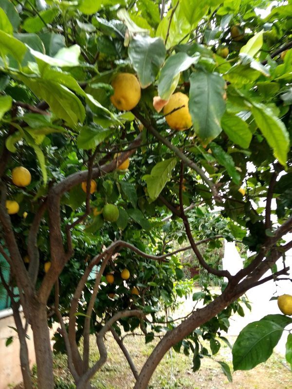 Вилла на Корал бэй, Кипр, 150 м2 фото 5