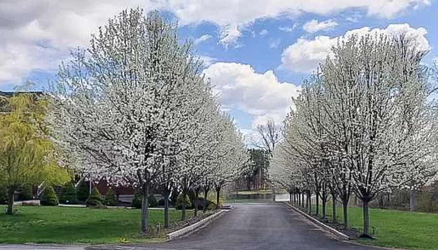 Коттедж в Нью-Йорке, США, 772 м2 фото 2
