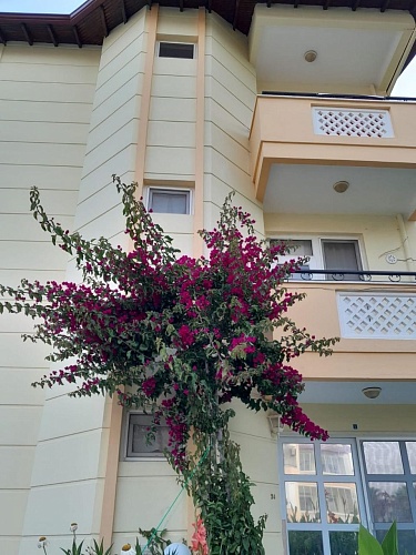 Вилла в Алании, Турция, 225 м2 фото 1